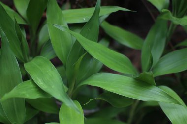 Verimli yeşil yapraklar detaylı bir yakın plan çekimde canlı dokular sergiler. Doğal güzellik ve organik tazelik parlar..