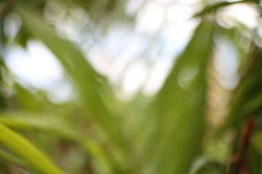 Yeşilliğin soyut bir görüntüsü, odaktan uzak bir yeşillik yumuşak ve rüya gibi bir doğa sahnesi yaratıyor. Canlı yeşil renkler doğal güzellik ve dinginliği çağrıştırıyor..