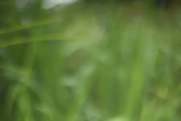 Bulanık, soyut yeşil yeşillik tasviri doğanın narin titreşimini anımsatan sakin ve rahatlatıcı bir atmosfer yaratıyor..