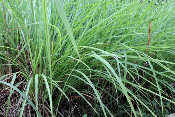 Canlı yeşil limon çimleri sergilenen yakın plan bir çekim, doğal tazeliğini ve dokulu yapraklarını vurguluyor..