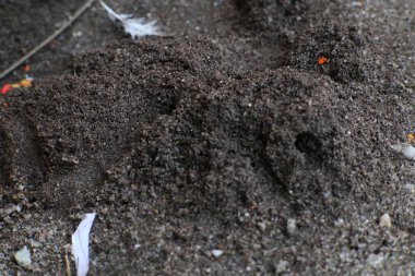 Koyu volkanik kumun detaylı bir görüntüsü küçük enkaz ve doğa parçalarıyla noktalanmış karmaşık bir tahıl ağını ortaya çıkarır..