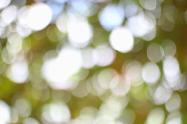 Soyut bir doğa sahnesi bulanık yeşil ve beyaz bokeh 'i ortaya çıkarır. Işık yaprakların arasından akar, ruhani ve rüya gibi bir desen oluşturur.. 