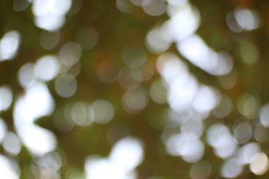 Yumuşak odaklı, yaprakların arasında parıldayan bir bokeh görüntüsü. Soyut arka plan rüya gibi, ruhani bir hava sağlıyor, hassas çevreler neşeli bir his yaratıyor..