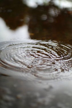 Bir su yüzeyindeki hassas dalgaları yakalayan yakın çekim. Eş merkezli çemberler, sessiz renkleri ve ışığı ince dinamizmle yansıtan soyut bir şablon oluşturur..
