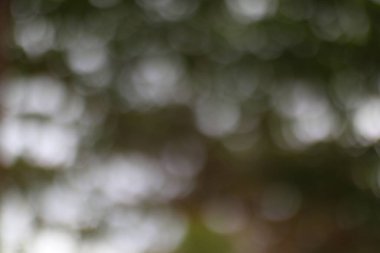 Sanatsal, soyut doğa sahnesi. Yoğun yaprakların arasından süzülen bulanık ışık yumuşak, rüya gibi bir arka plan dokusu yaratır. Görüntü huzur ve doğal güzelliği çağrıştırıyor..