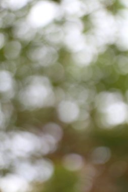 Sakinleştirici yeşil tonlarda bulanık botanik şekillerin soyut bir görüntüsü. Işık ve gölge oyunu rahatlatıcı, ruhani bir zemin yaratır..