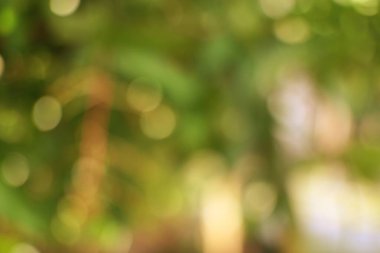 Bulanık yeşil yapraklar ve altın bokeh 'in yumuşak, rüya gibi arka planı sükunet ve doğal güzelliği çağrıştırıyor. Projene ruhani bir dokunuş eklemek için mükemmel..