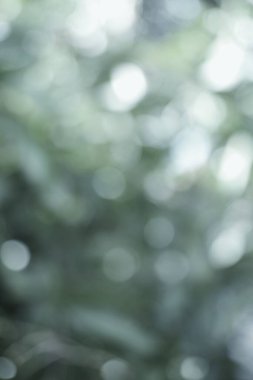 Doğanın zarif yeşil gölgelerinin soyut bir bokeh manzarası rüya gibi, ruhani bir zemin yaratır. Yumuşak, bulanık ışık çemberleri bir huzur hissi uyandırır..