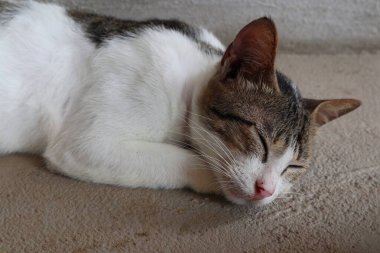 Çekici bir tekir kedi huzurlu bir uykuda, yumuşak kürkü ve rahat duruşu ile sükunetini koruyor..