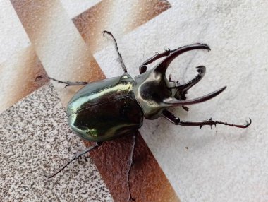 Canlı yeşil bir gergedan böceği karmaşık detaylar ve dokulu bir arka planda yanardöner parlaklık sergiler.