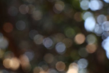 Yumuşak, bulanık ışık küreleri ve gölgelerden oluşan rüya gibi ve ruhani bir kompozisyon büyüleyici bir soyut görüntüyle harmanlanarak neşeli bir parıltı yaratır..