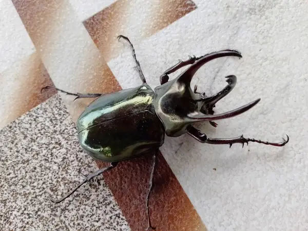 Canlı yeşil bir gergedan böceği karmaşık detaylar ve dokulu bir arka planda yanardöner parlaklık sergiler.