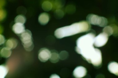 Bulanık, soyut bir görüntü ağaçların arasından süzülen yumuşak, ruhani ışıkla rüya gibi bir orman sahnesini çağrıştırıyor. Yumuşak yeşil ve beyaz bokeh tuhaf ve atmosferik bir zemin oluşturur.