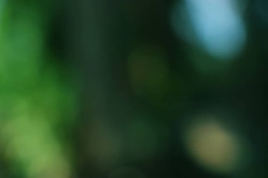Soyut bulanık yeşil doğa arka planı. Odaklanmış bokeh ve ışık efekti. Canlı renkleri ve pürüzsüz dokusu olan bir arkaplan, şablon veya grafik kaynağı olarak kullanmak için ideal.
