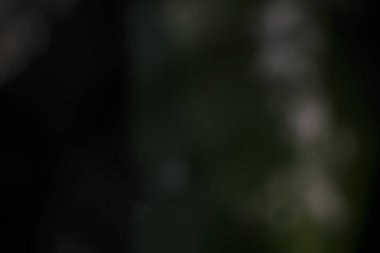 Koyu yeşil yaprakların soyut bulanık arkaplanı ve parlak ışık noktaları rüya gibi ve yumuşak bir atmosfer yaratıyor. Tasarımlarınıza doğal ve sanatsal bir dokunuş eklemek için mükemmel ya da ince bir arkaplan olarak.