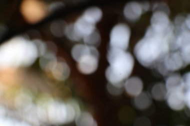 Bokeh etkisi olan bulanık bir arka plan. Yumuşak ışık yaprakların arasından süzülür. Bulanık yeşil yapraklı soyut bir arkaplan. Ağaç dalı ile güzel bokeh etkisi.