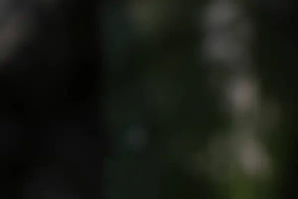 Bokeh efektli, bulanık, koyu yeşil arkaplan. Doğa ve rahatlama temaları için mükemmel. Huzurlu ve huzurlu bir atmosfer yaratıyor..