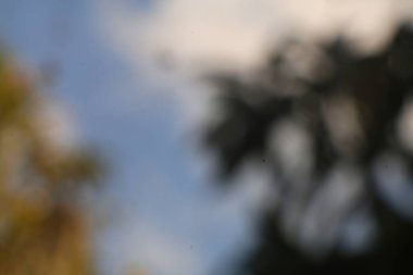 Gökyüzü ve ağaçların yer aldığı yumuşak, rüya gibi bir resim. Soyut ve ruhani, barışı çağrıştırıyor..