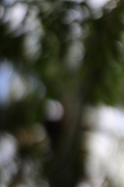 Yumuşak bokeh 'li ruhani orman sahnesi soyut ve rüya gibi bir atmosfer yaratıyor. Yaratıcı tasarımlara sakin ve organik bir arkaplan eklemek için mükemmel..