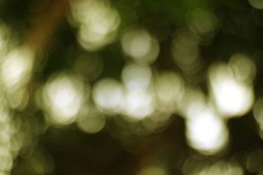 Yumuşak, soyut bir arkaplan, bokeh ışıkları ile bulanık yeşil yapraklar içerir. Görüntünün rüya gibi kalitesi, tasarımda sakin bir atmosfer yaratmayı uygun kılıyor..