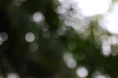 Nazik bir bokeh soyutu, orman gölgesinde ruhani bir ışık dansını yakalar ve rüya gibi, sakin bir zemin yaratır..