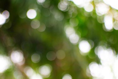 Yeşil tonlu yumuşak ışık ve bokeh etkisi doğanın güzelliğini ve çok yönlü soyut kullanım için sakin bir atmosferi işaret eder..