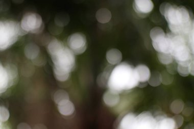 Ağaç yapraklarının arasından süzülen ışığın rüya gibi bokeh efektini yakalayan bulanık bir görüntü, huzuru çağrıştırıyor..