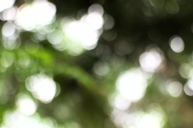 Bokeh ve yeşil renkli bulanık doğa görüntüsü rüya gibi bir etki yaratıyor ve dinginliği çağrıştırıyor