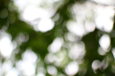 Bulanık yeşiller ve beyazlarla bokeh efekti içeren soyut bir arka plan, doğadan esinlenilmiş tasarımlar için rüya gibi ve ruhani bir estetik yaratıyor..