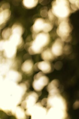 Bulanık arka plan, yeşil bir gölgelikten süzülen yumuşak altın ışığı gösteriyor, rüya gibi bir atmosfer yaratıyor..