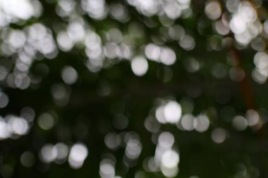 Parlak bokeh ışıkları ve bulanık yeşillikle soyut bir arkaplan, sakin ve organik bir atmosfer yaratıyor, herhangi bir projeye doğal bir güzellik katmak için mükemmel.