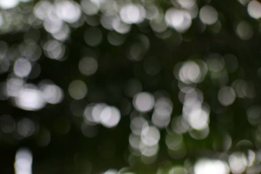 Ağaçlar arasında soyut bokeh ışıkları, rüya gibi ve dingin bir arka plan, tasarım uygulamaları için yumuşak ve ruhani bir görsel yaratıyor..