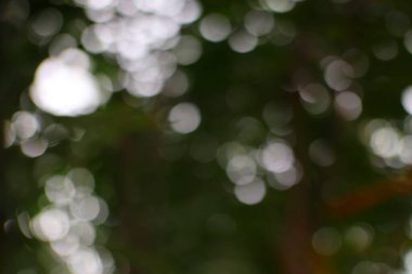 Bokeh ışıkları ile soyut doğa arkaplanı bulanıklaşır, ruhani bir atmosferde huzur ve organik güzellik hissi uyandırır..