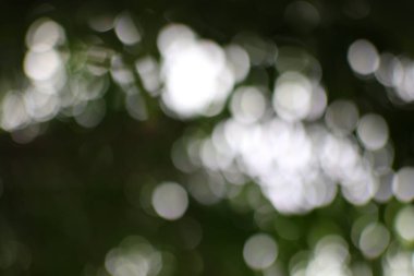 Işık, gölge ve yeşil renklerin soyut bir oyunu, doğanın Bokeh senfonisinin sakin atmosferini yakalıyor..