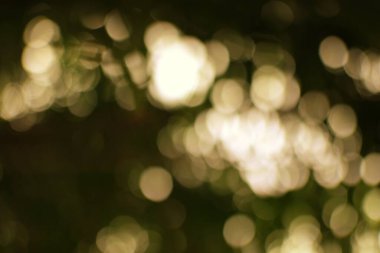 Bulanık güneş ışığı yeşil yaprakların arasından süzülerek barışçıl ve ruhani bir ortam yaratır..