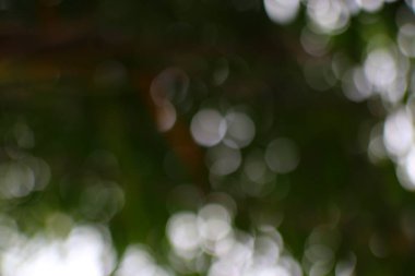 Orman tepe örtüsünden geçen ışık filtreleri yumuşak ve bulanık bir doğal doku yaratıyor..