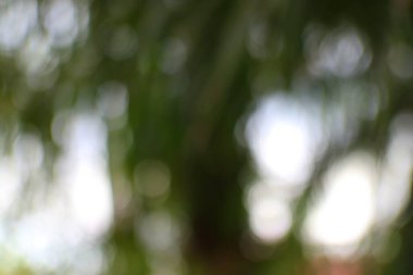 Yeşil bokeh etkisi, arka plan kullanımı için mükemmel yumuşak, rüya gibi, doğal ve sanatsal bir etki ile görüntüyü canlandırmak için.