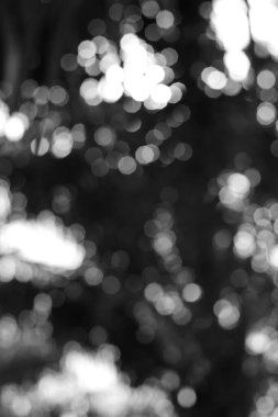 Tek renkli görüntü, ağaçların arasından süzülen, sanatsal ve soyut bir arkaplan yaratan Bokeh ışığının ruhani güzelliğini gözler önüne seriyordu..