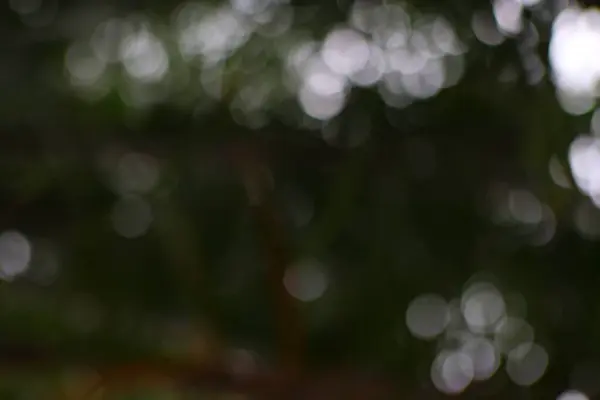 Orman tepe örtüsü boyunca güzel bir şekilde bulanık bir görünüm, rüya gibi ve ruhani bir arka plan oluşturur.