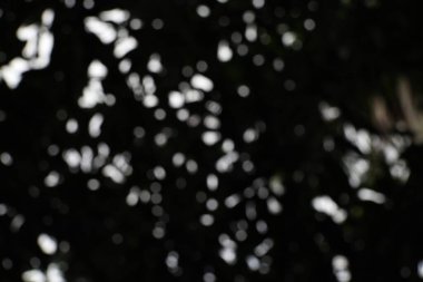 Bulanık ışığın ağaçların arasından gözetlendiği atmosferik bir çekim. Derinliği ve gizemi vurgulayan ruhani ve gizemli bir kompozisyon..