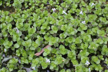 Yakın plan çekim, Veronica Anagallis-Aquatica 'nın yemyeşil ve narin sudaki çiçeklerini yakalıyor..