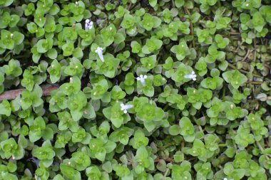 Narin çiçekleri olan yoğun bir bataklık menekşe örtüsü botanik yeşilliğinin doğal ve taze bir görüntüsünü sunuyor..