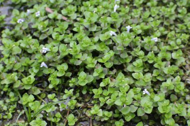 Yakın plan çekimde, yemyeşil Bacopa monnieri bitkileri sergileniyor. Islak, doğal ortamlarında serpilmiş, minyon, açık renkli çiçeklerle süslenmiş..  