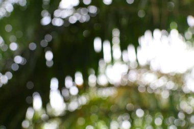 Parlak bokeh ve yeşil tonlarla soyut doğa arka planı, rüya gibi bir atmosfer yaratıyor. Yumuşak, organik bir dokunuş için mükemmel..