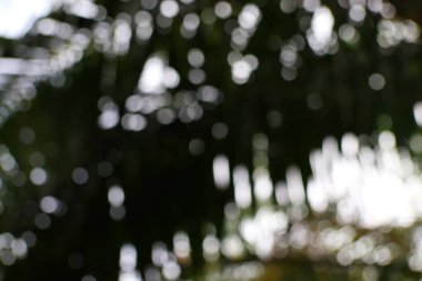 Koyu yeşil yaprakların arasından çağlayan ışık lekelerinin bokeh etkisi olan soyut bir görüntü rüya gibi ve ruhani bir zemin oluşturur..