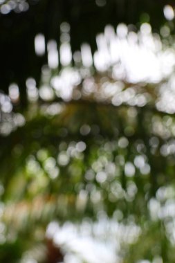 Bokeh ışıkları ve yeşil tonlu soyut bir görüntü, rüya gibi ve ruhani bir atmosfer yaratıyor, doğanın sükuneti ve ışık oyununun göstergesi..