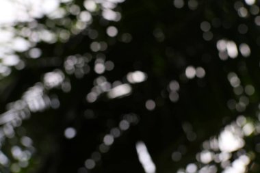 Yumuşak bokeh soyut rüya gibi orman yapraklarını çağrıştırıyor ışık çemberleri doku, hareket ve derinlik yaratıyor..