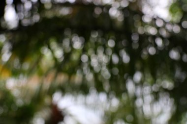 Bulanık bir doğa sahnesinin yer aldığı soyut bir görüntü, ışık ve renkler rüya ve ruhani bir kompozisyonda birlikte oynuyor..