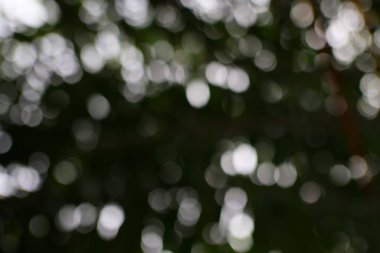 Bokeh ışıklarının doğadaki yumuşak ve ruhani bir görüntüsü, her tasarım projesine sakinleştirici ve rüya gibi bir dokunuş eklemek için mükemmel..