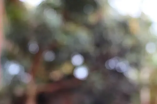 Bokeh efektli bulanık görüntü, yeşilin ve kahverenginin tonlarını göstermesi, rüya gibi bir organik gizem hissi uyandırıyor..